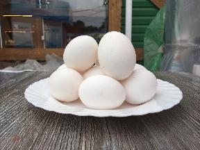 Яйцо куриное двухжелтковое 'Великан'